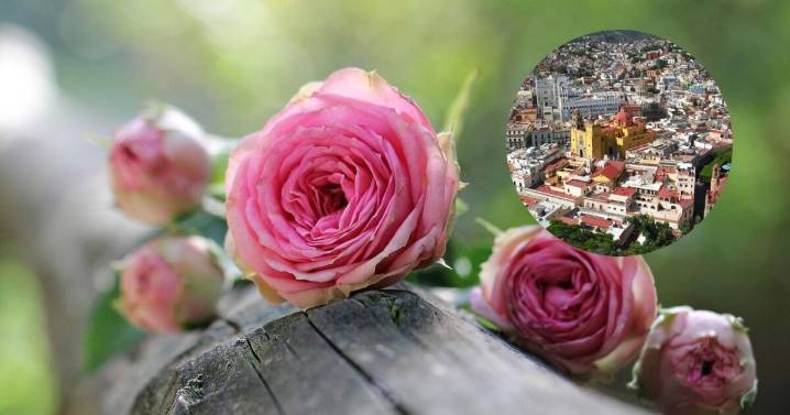 Nuestro México: El Combate de Flores, la romántica y peculiar tradición en Guanajuato del 16 de septiembre