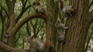 ¿Las ardillas se están convirtiendo en un problema urbano? UNAM explica por qué es tan común v...