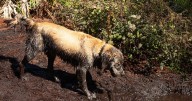 Dog owners warned of 'life-threatening' disease linked to mud