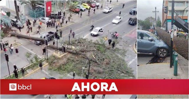 Árbol de grandes proporciones cae en Ñuñoa: bloquea todas las pistas de avenida Irarrázaval