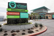 Southern Nevada municipalities considering The Animal Foundation contract extension 