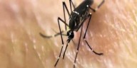 Green River District advises residents to be cautious of mosquitos as West Nile Virus rises