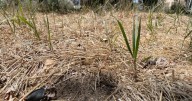 2025 was NH’s driest summer ever recorded
