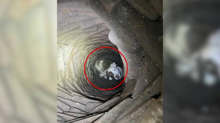 Texas Man Finds More Than He Expected When He Hears Barks Under His Home