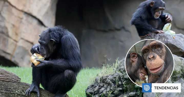 Cómo los chimpancés beben el equivalente a casi dos bebidas alcohólicas al día, según estudio