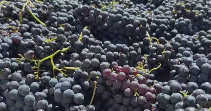 Winemakers weigh in as San Joaquin County grape crop value decreases nearly 19%