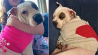 New York Foster Mom Was Grieving, Until Her Sweet Pup Did Something Truly Adorable