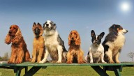 Salmonella Outbreak Linked to Dog Food and Treats Sickens 27 Across Canada
