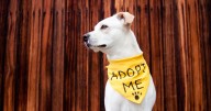 Programas de esterilización masiva buscan reducir el abandono de mascotas en Colombia