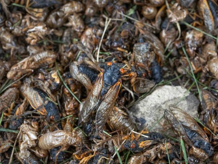 Insect populations drop even without direct human interference, a new study finds