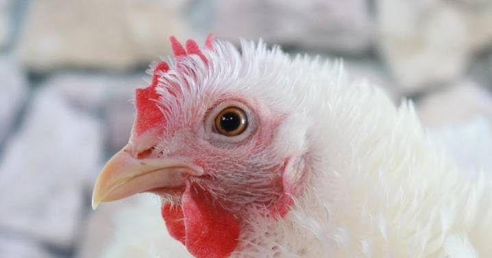 Castilla-La Mancha confirma un foco de gripe aviar en Guadalajara y sacrifica más de 37.000 gallinas