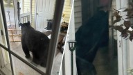 Bear breaks into Simsbury home, eats food while teen sleeps