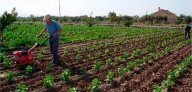 Maduro ordenó reactivar el agro para garantizar producción agrícola nacional