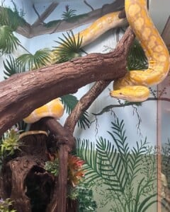 Officials give update on massive python found in Newberry County last month