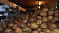 Los productores de papas al límite: "El año que viene tendré que abandonar el 50 % de mi cultivo"