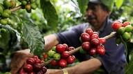 Producción de café crece 19 % en agosto