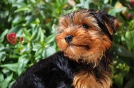 10 Best Supplements for a Senior Yorkie