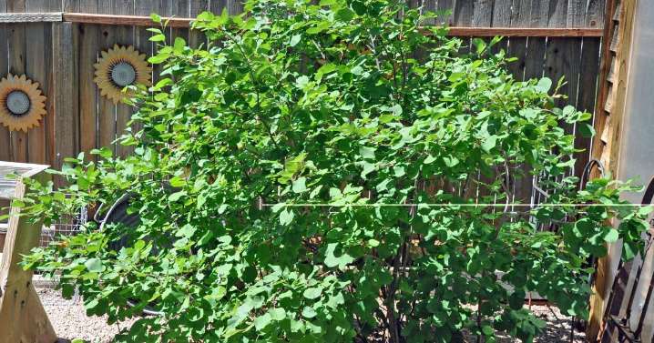 Year-round gardening: Plant this Colorado Springs native with four