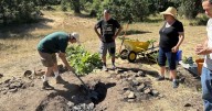 Skunk cabbage, steam and hope all make for the great camas bake