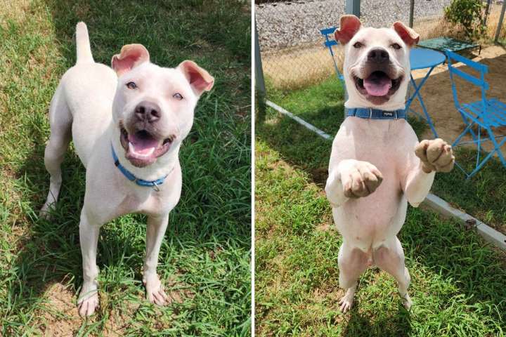 Adopt LUMPRE - the Lovable Pit Mix Looking for a Forever Home