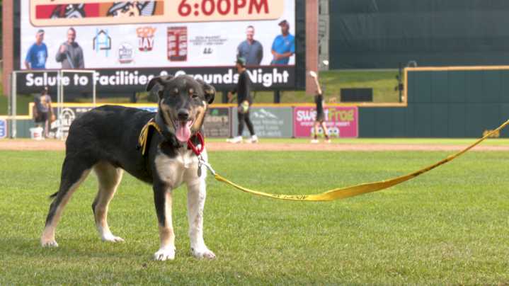 Dogs from local shelter meet Curve baseball team
