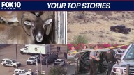 Seized exotic animals to return to owner; man shot after pointing gun at deputies