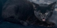 Injured kitten found near where another cat was shot in Craven County