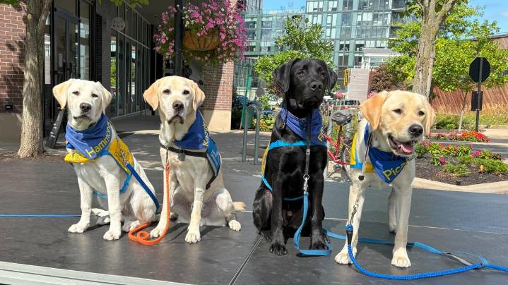 Canine Companions marks 50 years with fundraiser in Medina: Ready Pet GO!