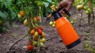 Científicos españoles patentan un producto que permite a tomates y otros cultivos resistir mejor la sequía