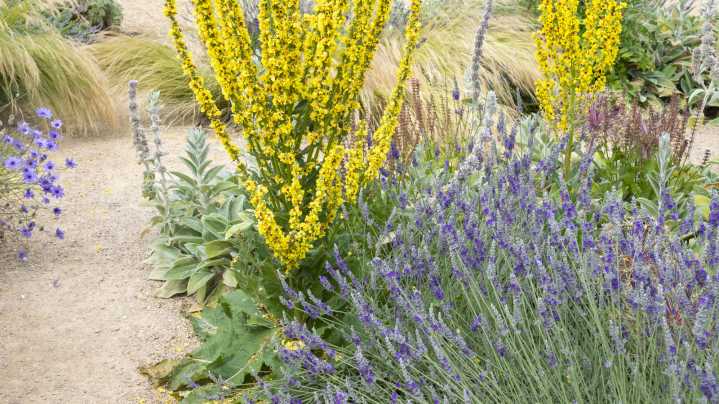 The Beautiful Purple Perennial That Appreciates Growing In Gravel