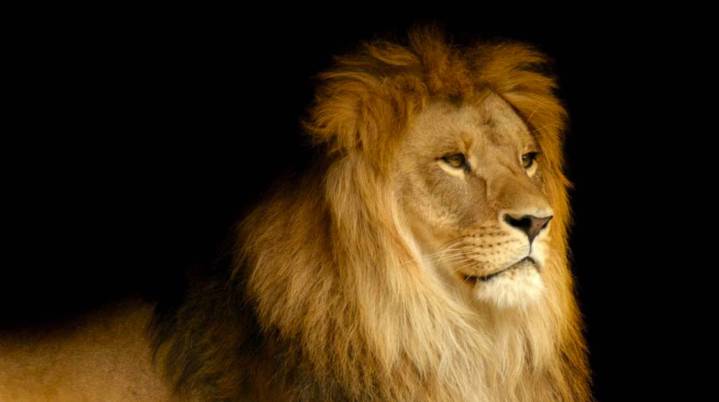 Continúa siendo legal la caza de grandes animales en Áf...