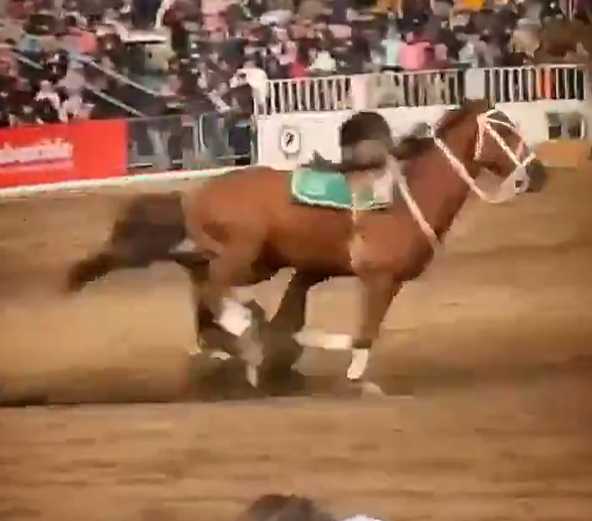 Jinete del Cuadro Verde sufre grave accidente durante presentación en La Reina