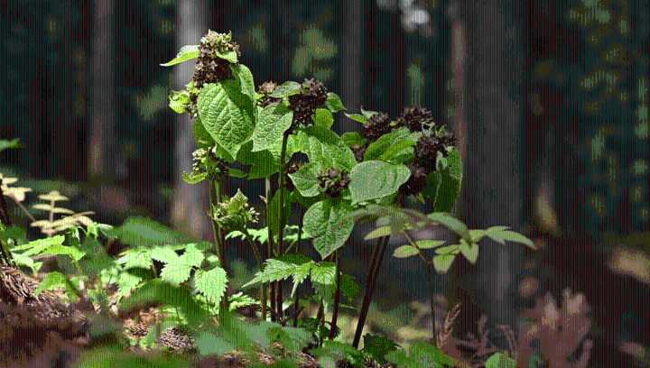 For The First Time, We’ve Found A Plant That Mimics Ants As A Way To Lure In Pollinators