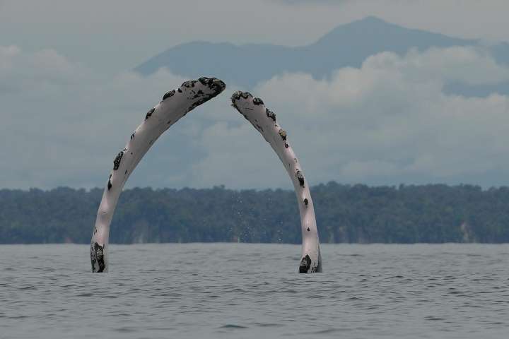 Cuando canta el Pacífico: cómo las ballenas de Colombia enseñan esperanza a las comunidades costeras