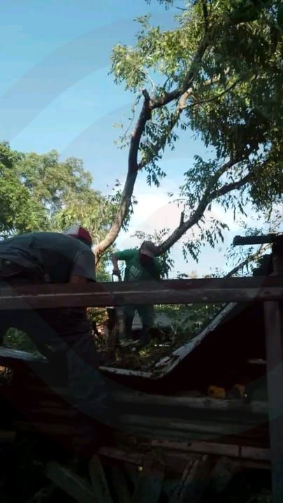 Enorme árbol aplastó techado de lámina