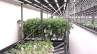 This is the No. 1 reason people applied for a medical marijuana card in Kentucky