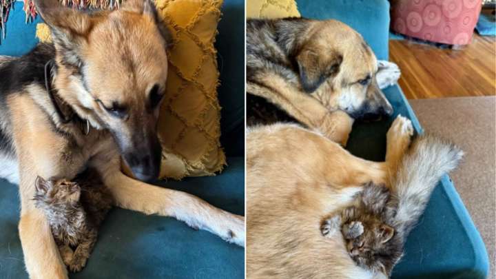 Hearts Melt As Kitten Found In Front Of California House Falls In Love With German Shepherd