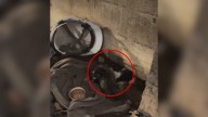 New York Construction Worker Walks Into A Building And Uncovers A Heartbreaking Scene