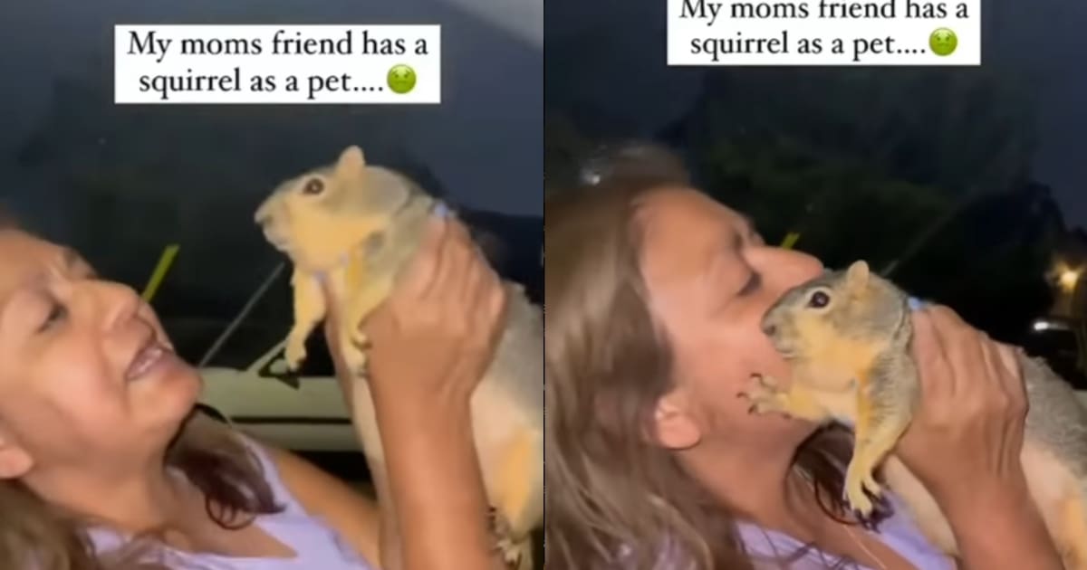 “¿Por qué está tan rechonchita?”: joven descubre que la amiga de su madre tiene una ardilla como mascota