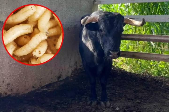 Se reportan 50 nuevos casos de gusano barrenador en Yucatán: Suman 481