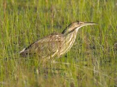 American Bittern thrives in Renfrew County marshes