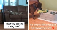 “What’s Wrong With Your Dog?”: People Are Sharing Pics Of Their Dogs Acting Bizarre (40 New Pics)