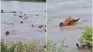 MOMENTO EXACTO en el que río arrastra a varias cabezas de ganado; se desbordó por las lluvias