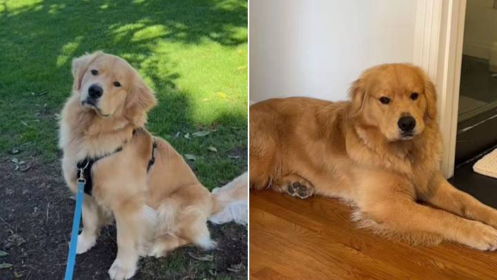 California Dog Found Treasure In A Tree, Now Every Walk Includes A Mandatory Stop To Check On It