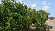 El Gobierno abandona a los agricultores de Castellón: "Desesperados"