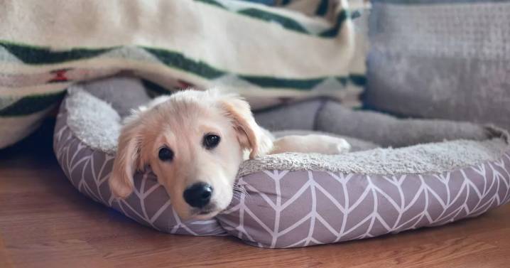 Heartwarming sign your dog truly loves you is shown when they're asleep