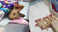 VIDEO | Cereza, la perrita embarazada que sobrevivió a la explosión en Iztapalapa