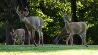 Pennsylvania Sunday hunting is here for 2025: Lehigh Valley parks not limiting dates