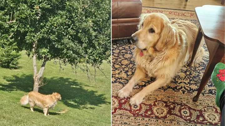 Virginia Pup Waits Patiently Under A Tree And The Reason Leaves Everyone Laughing