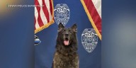 Hawaii Island police dog dies after being left in vehicle